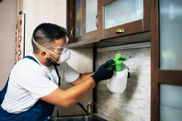 Best Wasp Removal Services  in Buckhall, VA