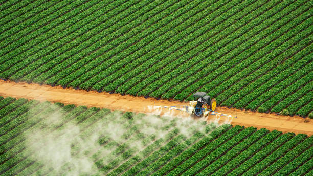 Best Termite Control Services  in Buckhall, VA