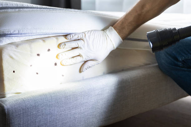 Trusted Buckhall, VA Pest Control Experts