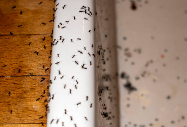 Best Flea Control Services  in Buckhall, VA