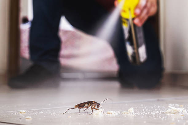 Best Mosquito Control Services  in Buckhall, VA