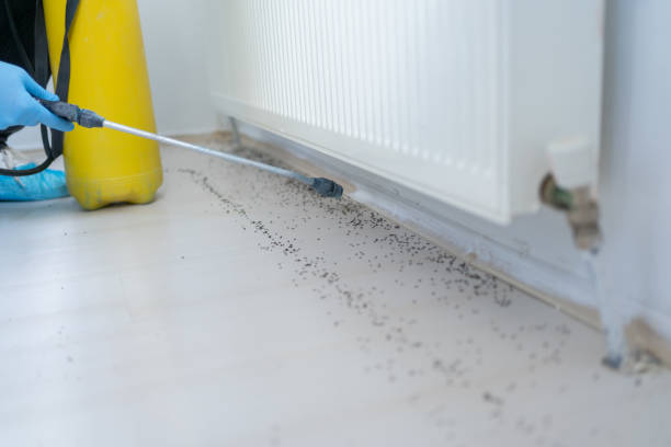 Best Affordable Pest Control Services  in Buckhall, VA
